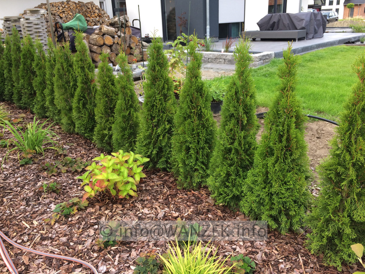 Thuja occidentalis Smaragd 04 150cm.JPG